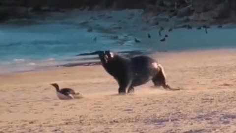 The seal is chasing a penguin. The penguin is finally caught