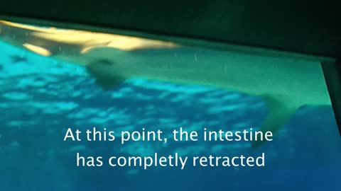 First ever filmed: Tiger shark intestine eversion