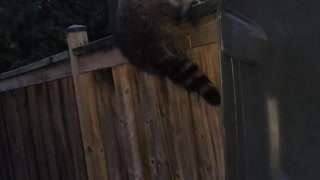 Rescuing a Raccoon with a Hockey Stick
