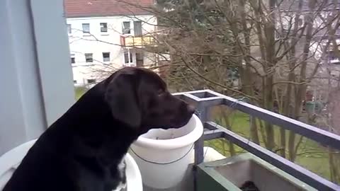 Dog imitates a siren