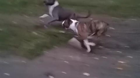 Bullterrier vs Amstaff Dog fail