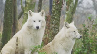 Arctic white wolf