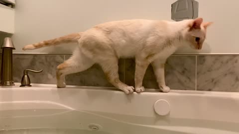 Bathtub 'Catculations' Are Off