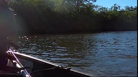 17 Jacks, a Sheepshead, and a Lady Swim into a Bayou