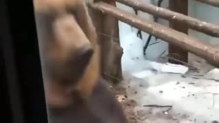 bear walking on two legs