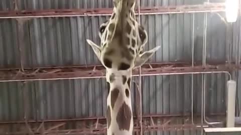 you must be 17’ or taller @K #animalsoftiktok #animalsdoingthings