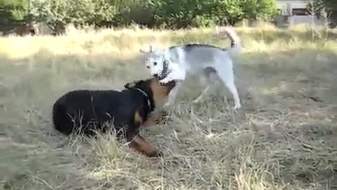 Rottweiler and Husky playing outside..