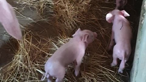 10 feeding cute baby pigs day4, beautiful