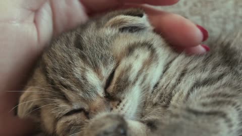 Give the kitten a little tenderness to get enough sleep