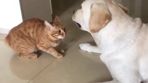 Funny Cat and Dog