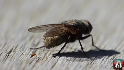 Capture The Moment Of Pooping Small Insects