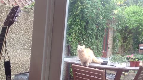 Cat performs amazing leap to get through window
