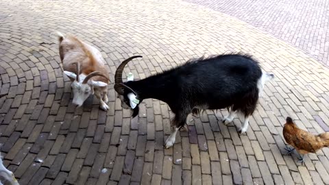 Goat Showdown at the Kinderboerderij