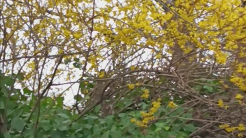 Forsythia shrubs.