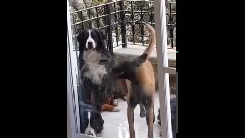 Funny Dog dancing for the Music, and Playing with Water.
