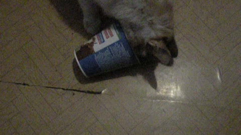 The cat licks a can of sour cream.