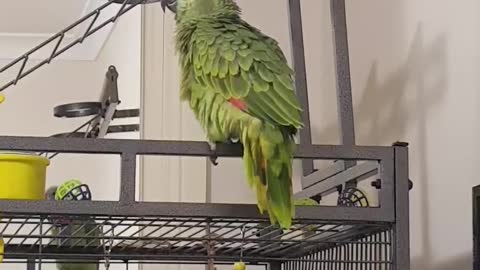 Witty parrot learns how to wolf whistle