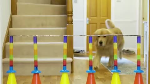 Marley the golden retriever does dogOlympic high jump
