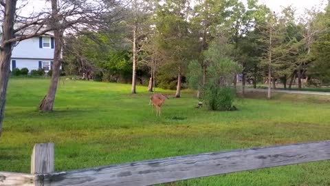 Dozen Of Playful Deer Happily Chasing Each Other