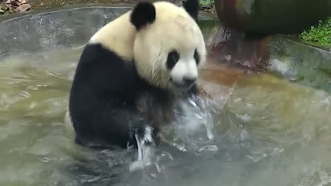 Panda really loves bathing and cleaning!