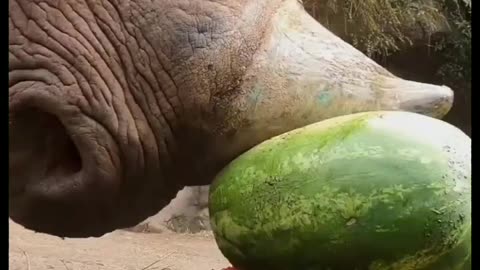 Rhinosaurus eating watermelon