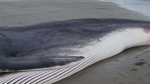 Beached Fin Whale #oregoncoast #whale #wildlife #animals #outdoors #beach