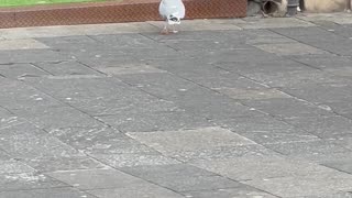 Seagull Steals Sleeping Man's Sandwich