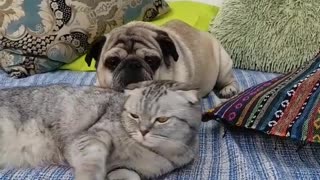 Pug dog and Cat