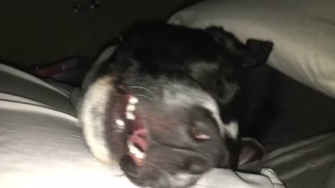 Dog's snoring interrupted by intense vivid dream
