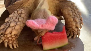 Larry Loves Watermelon (Bloopers)
