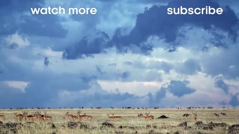 Mother Lioness Hunts Warthog | BBC Earth