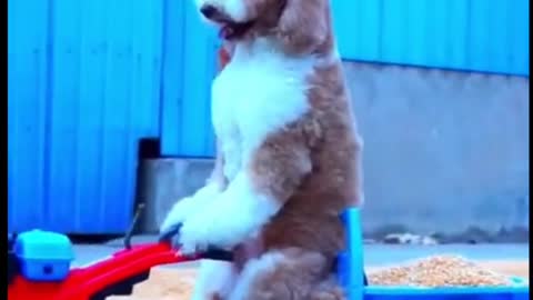 😱 🐶 cute dog driving a tractor