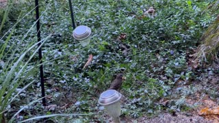 Song Sparrow in the yard