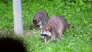 Raccoons Eating