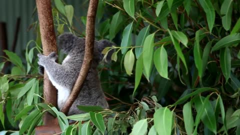 Koalas Fighting at Featherdale Wildlife Park