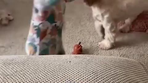 babies with cats and dogs compilation. funny cats and funny babies