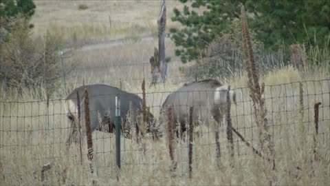 Deer Fighting, Butting Antlers