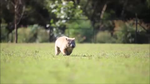 Furry Wombats Rolling Over - FUNNIEST Compilation