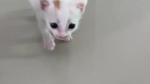 Cute_funny_cats_video