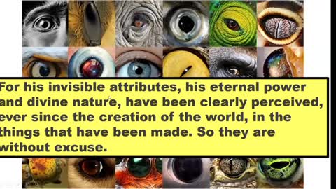 Amazing Design of Animal's Eyes