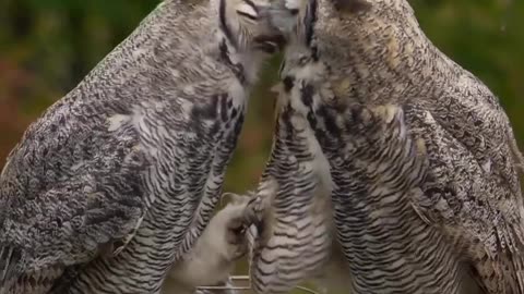 Owls Love
