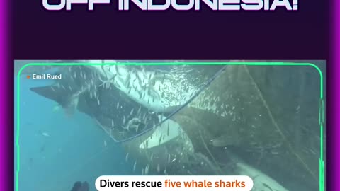 Join our journey as a group of divers rescue and befriend 5 incredible whale sharks! 🤿✨
