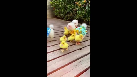 Cute Ducklings with Mother