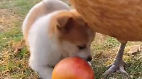 Hen Mama Encourages Pet Dog to Play with Apple | Roaming Kingdoms