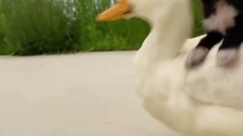 dog and duck friendship