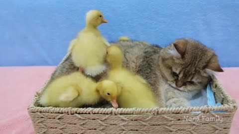 Cat plays with ducklings