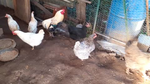 my chicken animals