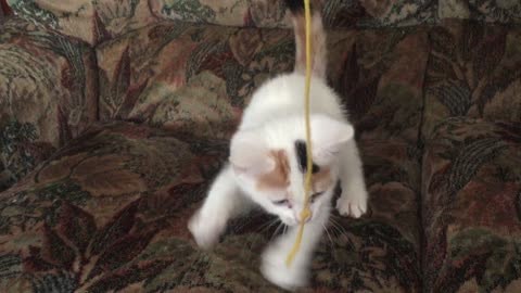 Fringes the kitten loves her string