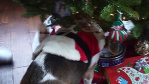 Beagle is not happy about Santa Hat