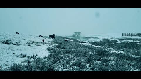 Walking with a bison baby in a snow storm